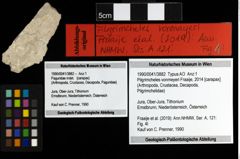 Foto (Objekt + Etiketten) von Pilgrimcheles vonmeyeri (Fraaije, 2014) 